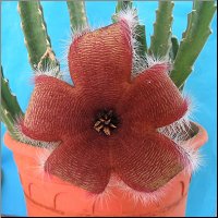 Stapelia 17